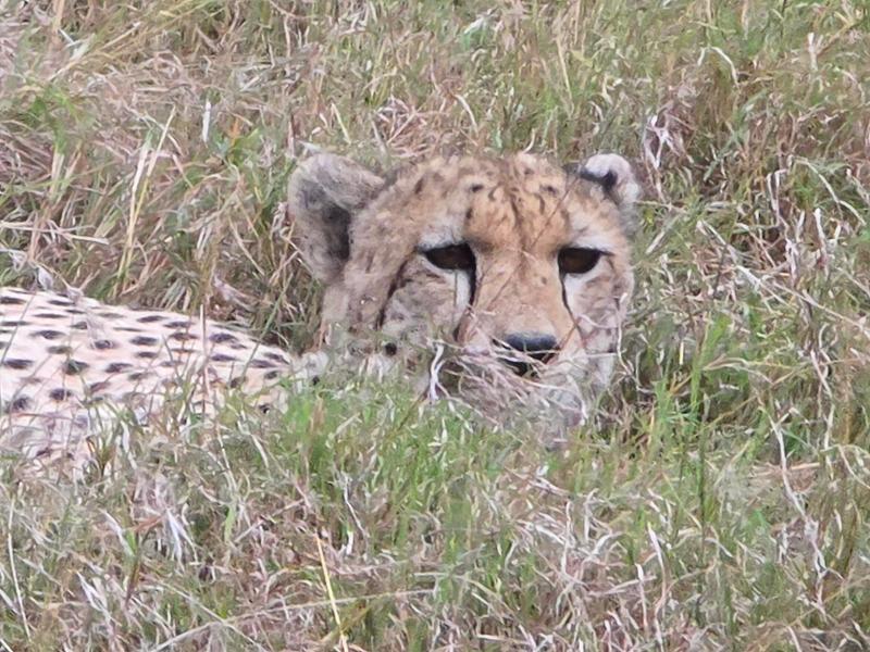 Kenya Safari in the Masai Mara and Samburu
