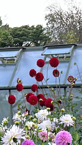 Dahlia Red Jill Tubers