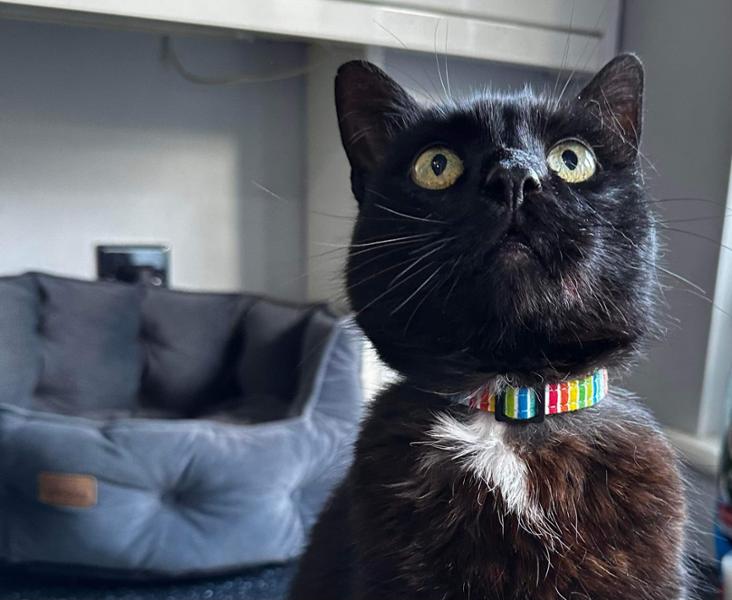 Dotty Cat Collar