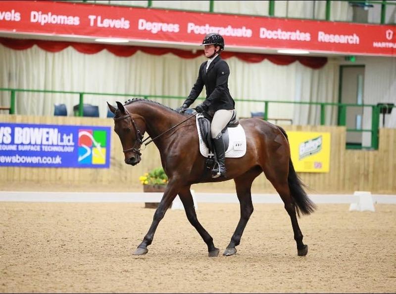 Bluechip - best balancer for all types of horses