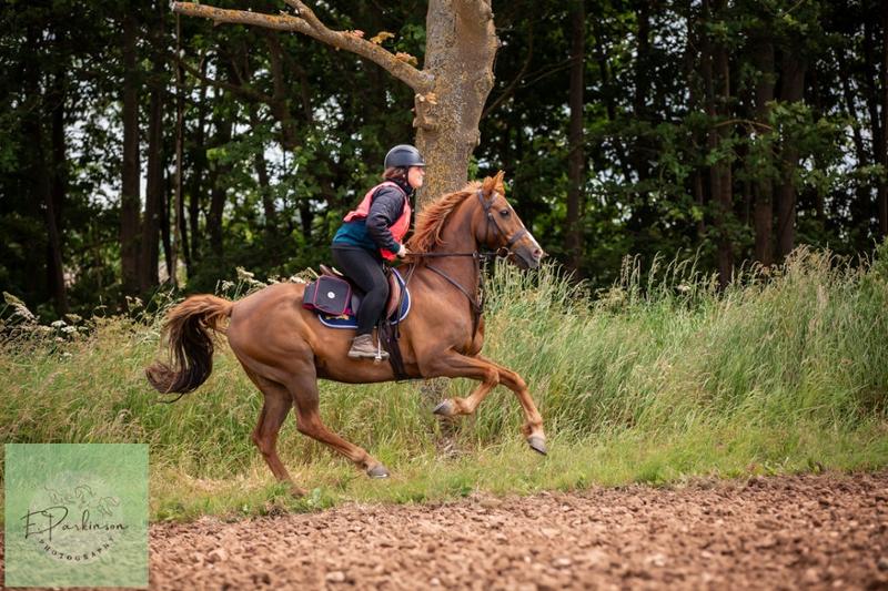 Bluechip - best balancer for all types of horses