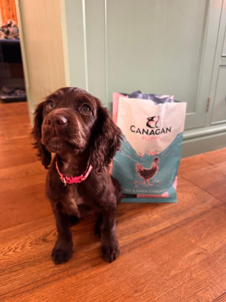 Puppy loves this!