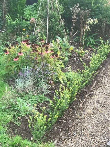 Good service and quality plants!