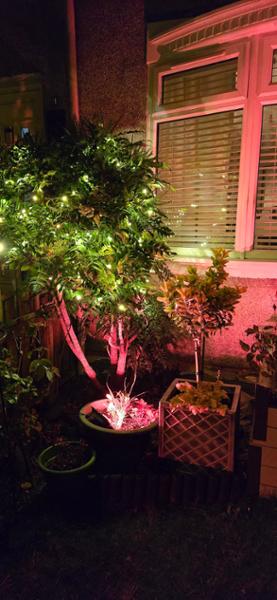 Excellent pro fairy lights.
