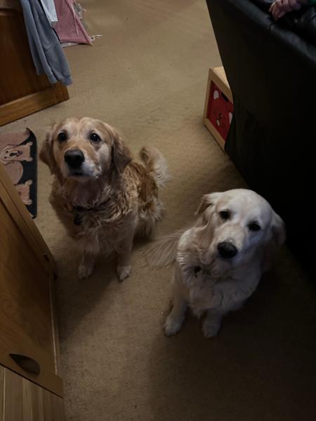 We Love Pooch & Mutt