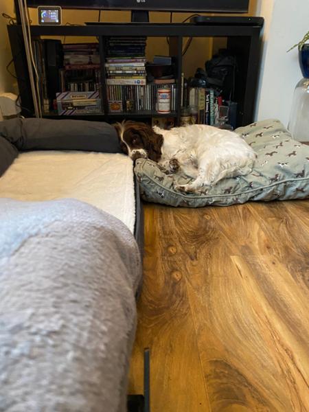 Great bed for ungrateful pet haha