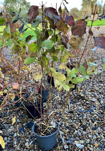 Experience of buying plants from Hopes Groves Nursery