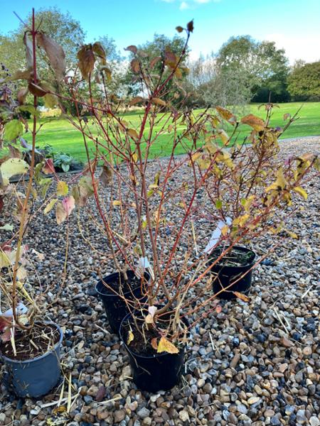 Experience of buying plants from Hopes Groves Nursery