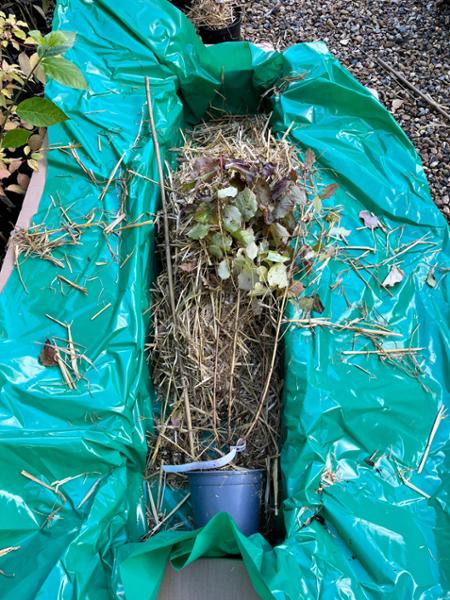 Experience of buying plants from Hopes Groves Nursery