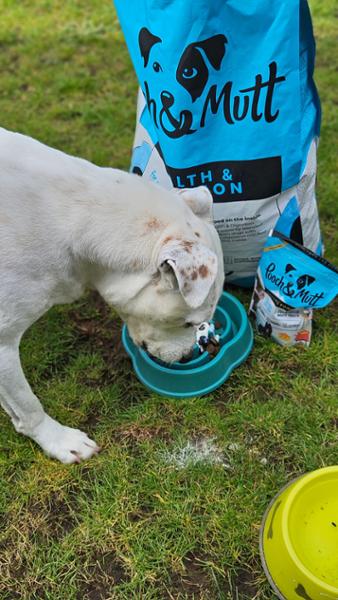 The best brand of dog food we have ever brought, highly recommend.