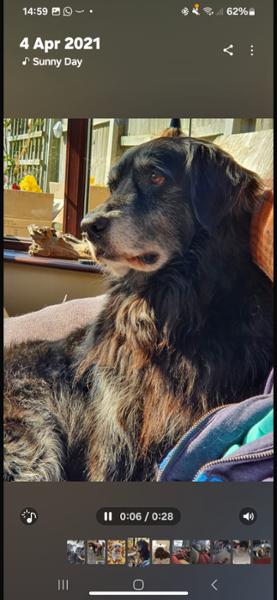 The best supplier of pet prescriptions and everything pets