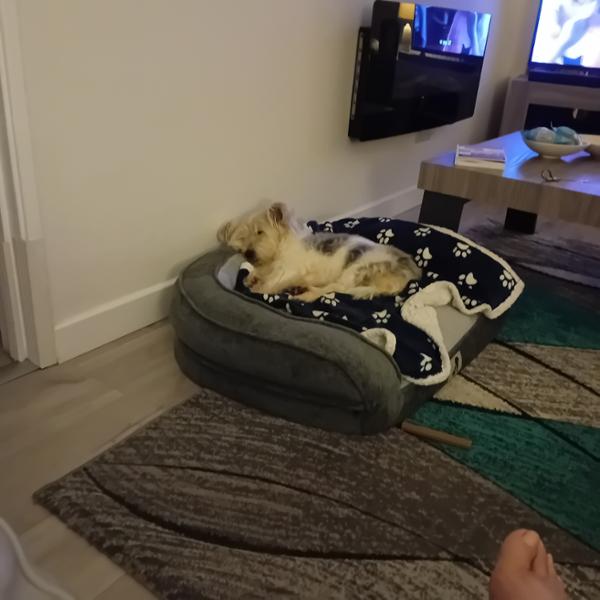 Pet bed