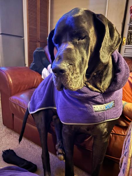 Dog Drying Coat by MuttMOP (Plum) - SML - 40cm (16in.) - George Barclay