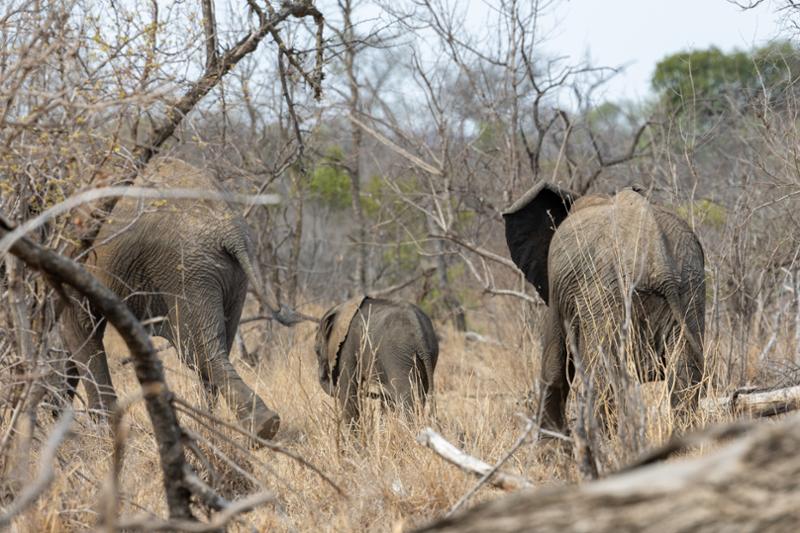 Go2Africa if you want the best trip ever!