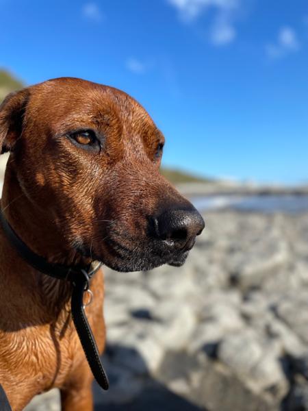 Happy Dog has been a game-changer for my sensitive dog!