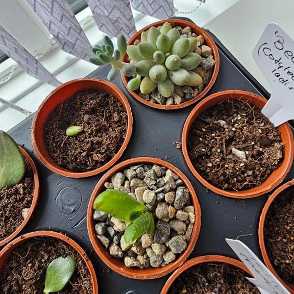 Highly recommended online shop for all your in- and outdoor gardening needs