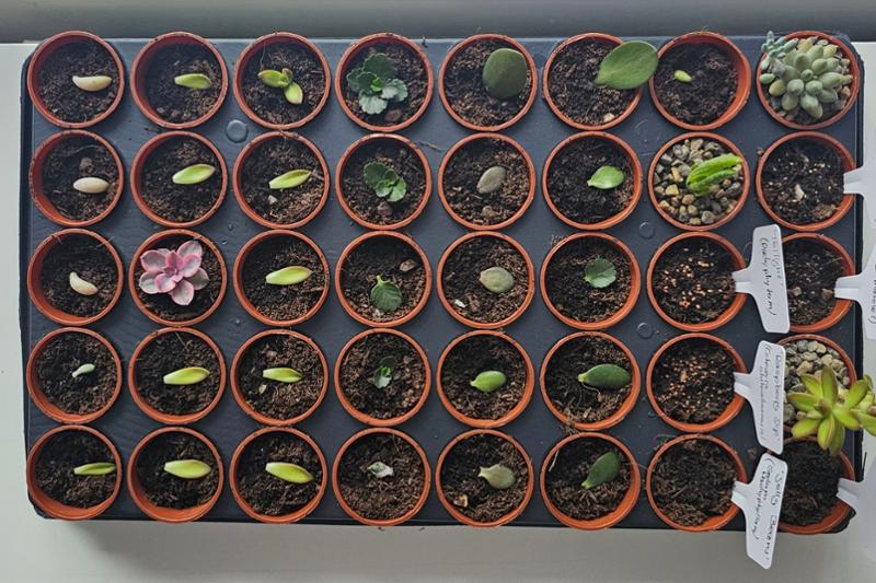 Highly recommended online shop for all your in- and outdoor gardening needs