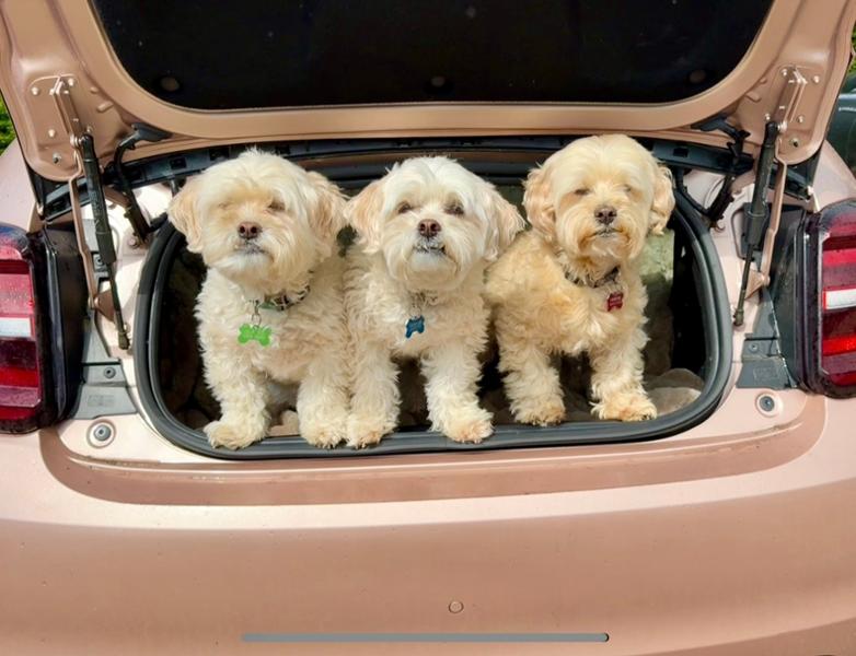 Our puppies love Bonza
