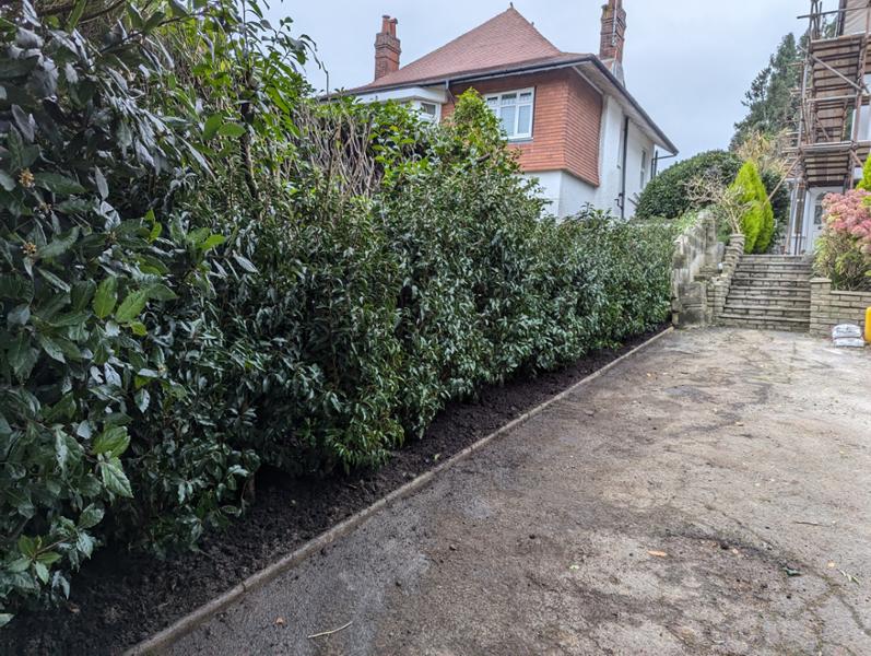 Excellent quality plants