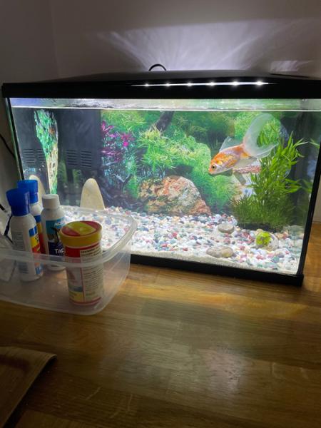 Swell purchase of Marina Lux 38L aquarium