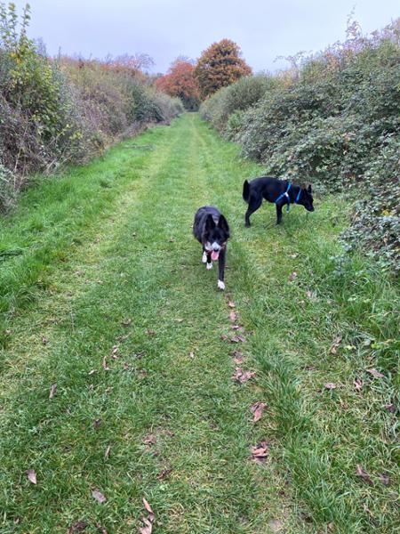 Satisfied customer with contented dogs