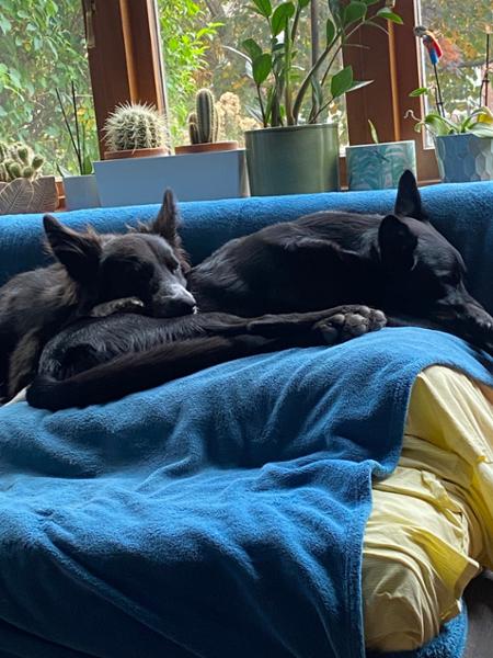 Satisfied customer with contented dogs