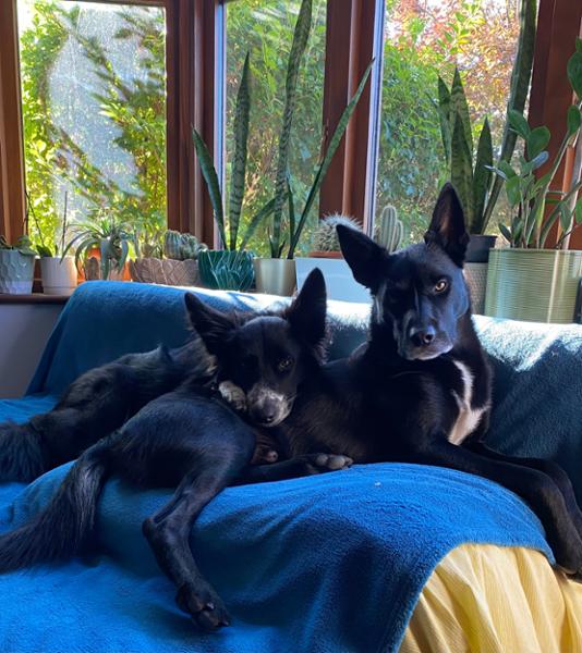 Satisfied customer with contented dogs