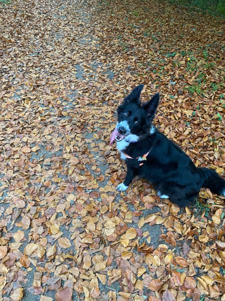 Satisfied customer with contented dogs