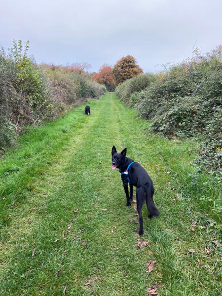 Satisfied customer with contented dogs