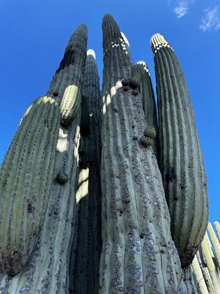 4611-Best of Mexico
