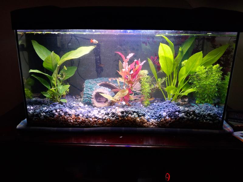 Great tank