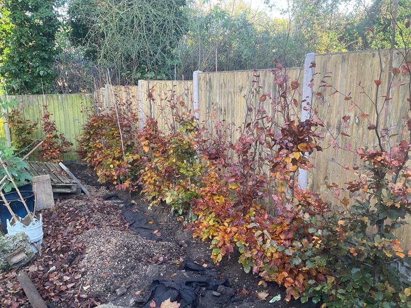 Excellent quality rootball hedging and great value.