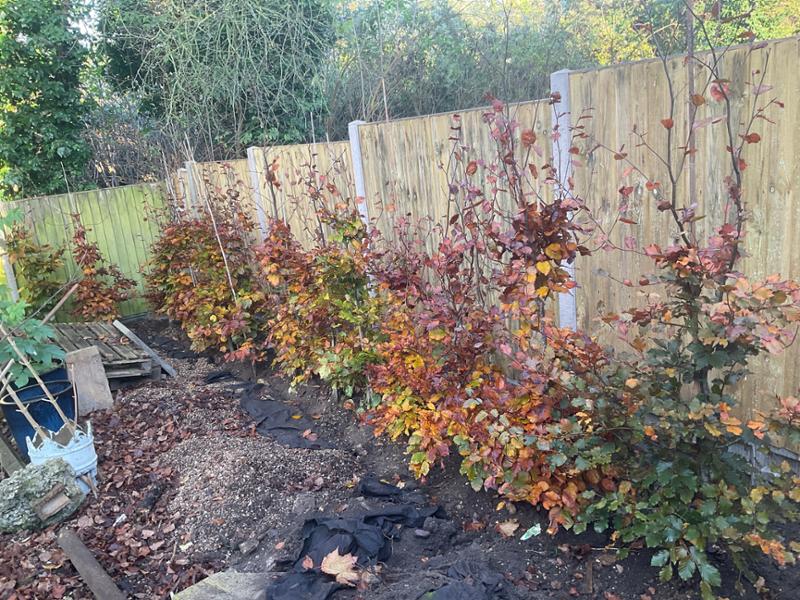 Excellent quality rootball hedging and great value.