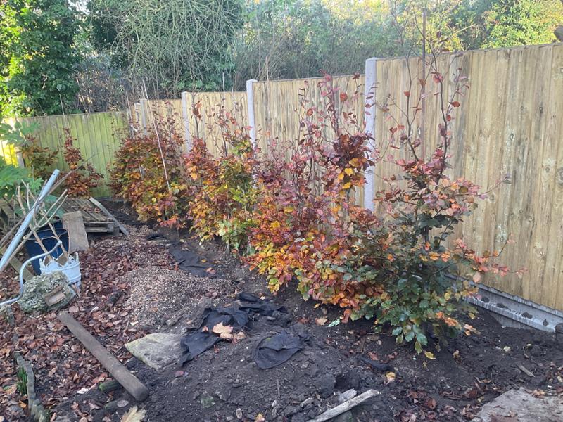 Excellent quality rootball hedging and great value.