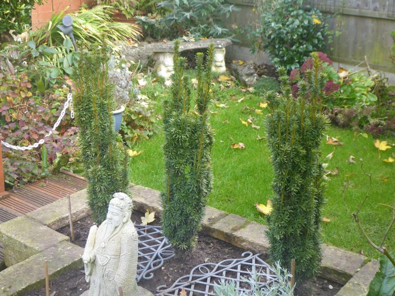Golden Yew Hedge