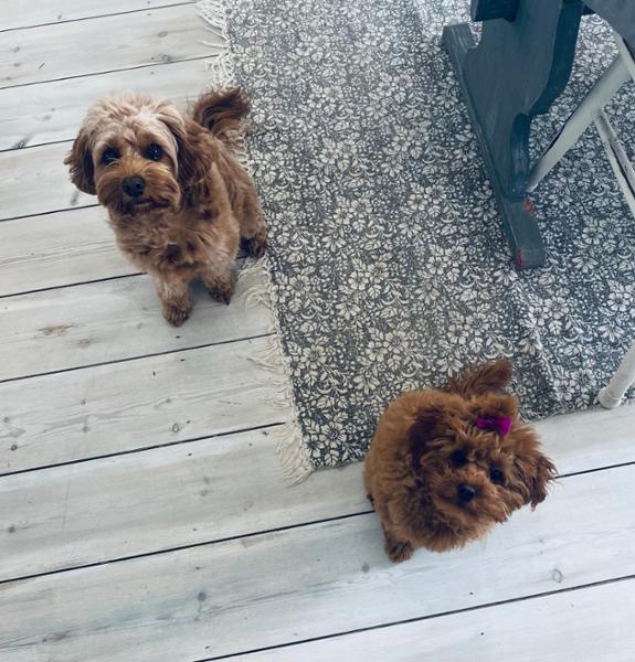My dogs love Paleo Ridge