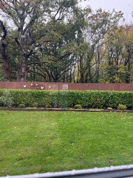 Amazing hedging , brilliant company do not hesitate to use.