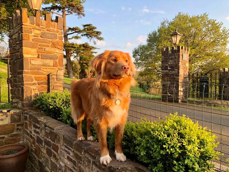 Amazing for the planet, your pooch and other animals!