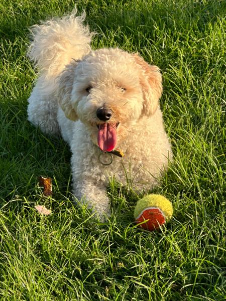 Lily's Kitchen Weekend Favourites - Wet Dog Food - Made With Natural Ingredients - 24x150g