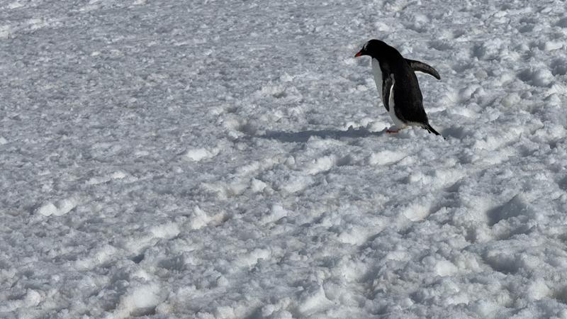 Ice swimming adventures with albatross expressions and ram barkai
