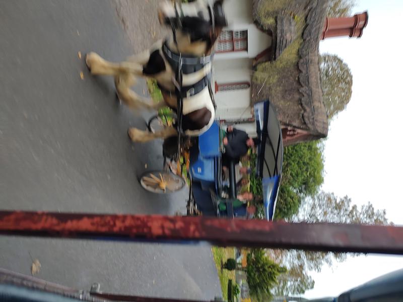 The sheep dog demonstration.