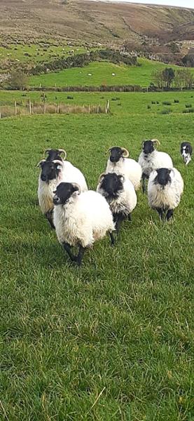 The sheep dog demonstration.