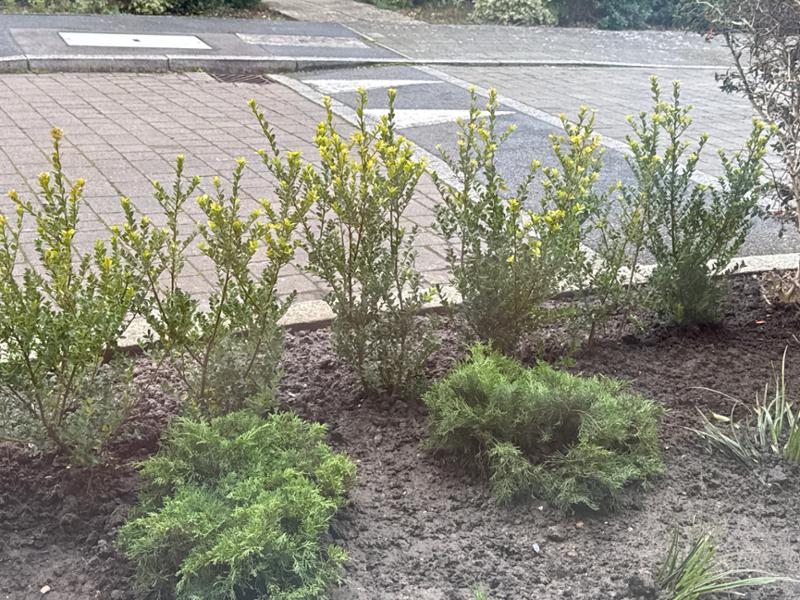 Excellent quality plants for hedge