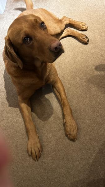 Oscar Pet Food - we've been customers for 19 years :)