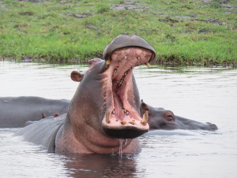 Wilderness of Southern Africa: Safari by Land & Water on 05/09/2025