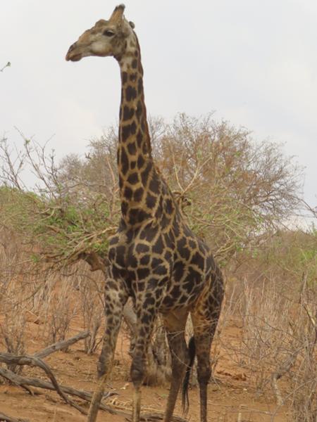 Wilderness of Southern Africa: Safari by Land & Water on 05/09/2025