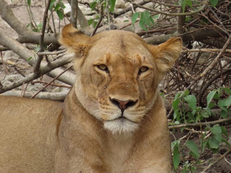 Wilderness of Southern Africa: Safari by Land & Water on 05/09/2025