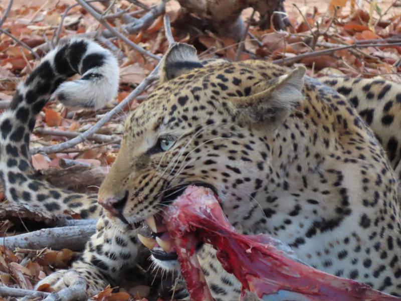 Wilderness of Southern Africa: Safari by Land & Water on 05/09/2025