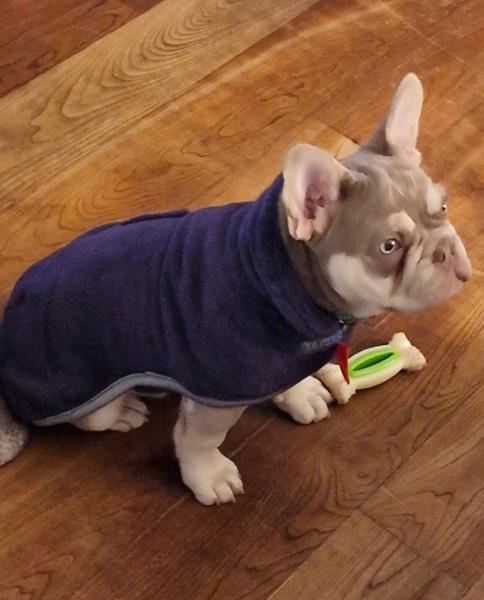 Dog Drying Coat by MuttMOP (Plum) - SML - 40cm (16in.) - George Barclay