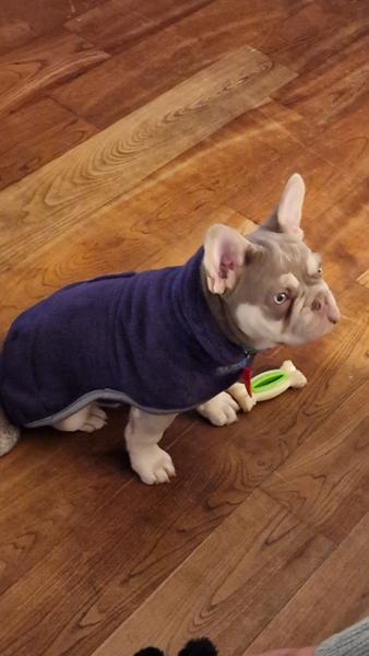 Dog Drying Coat by MuttMOP (Plum) - SML - 40cm (16in.) - George Barclay
